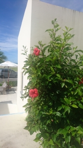 DSC_0569 (1406x2500).jpg